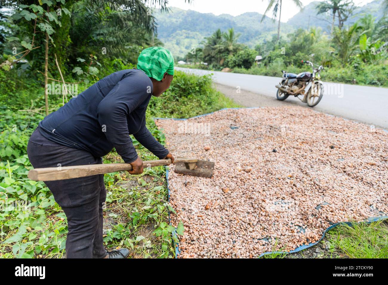 Une paysanne met quelques fèves de cacao à sécher, production de chocolat au Cameroun. Banque D'Images