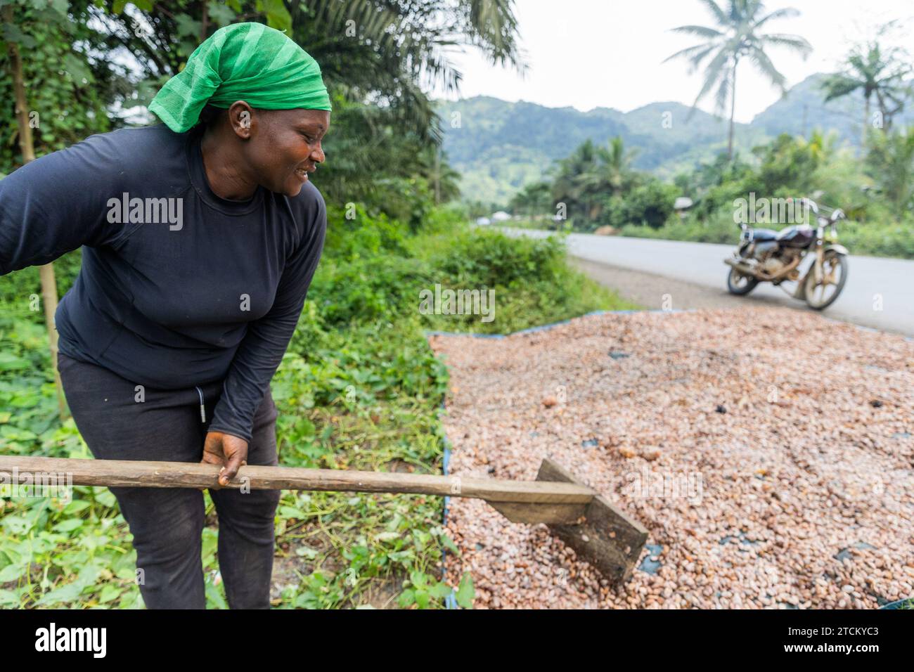 Procédé de séchage des fèves de cacao pour produire du chocolat, agriculteur au travail Banque D'Images
