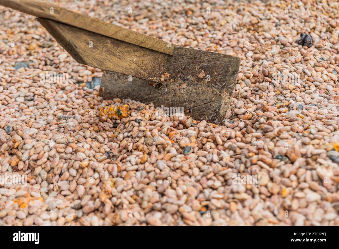 Gros plan d'un bâton pour remuer les fèves de cacao pendant qu'elles séchent, production de chocolat Banque D'Images