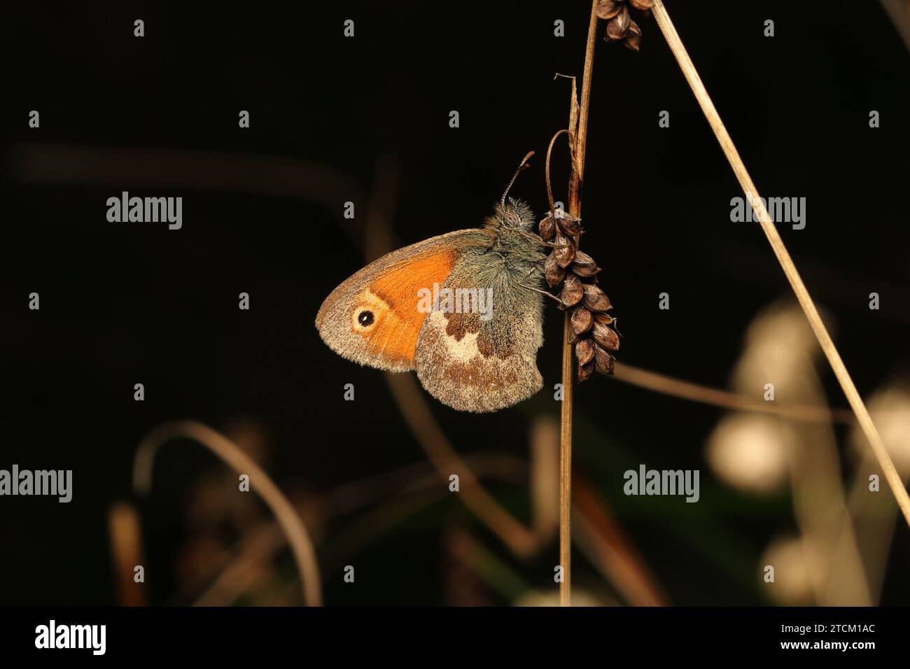 La petite bruyère est une espèce de papillon appartenant à la famille des Nymphalidae, classée dans la sous-famille des Satyrinae. Banque D'Images