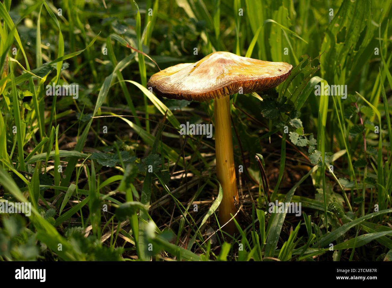 champignon auto-cultivé dans la nature Banque D'Images