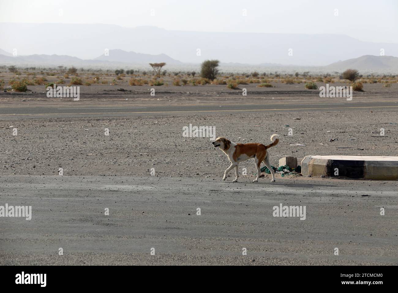 Chien sauvage dans le désert d'Arabie Saoudite Banque D'Images