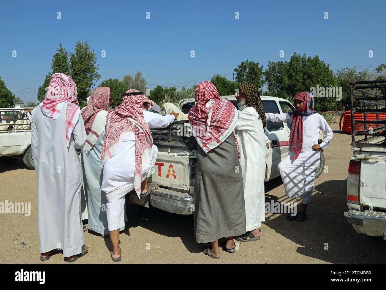 Commerce de moutons en Arabie Saoudite Banque D'Images