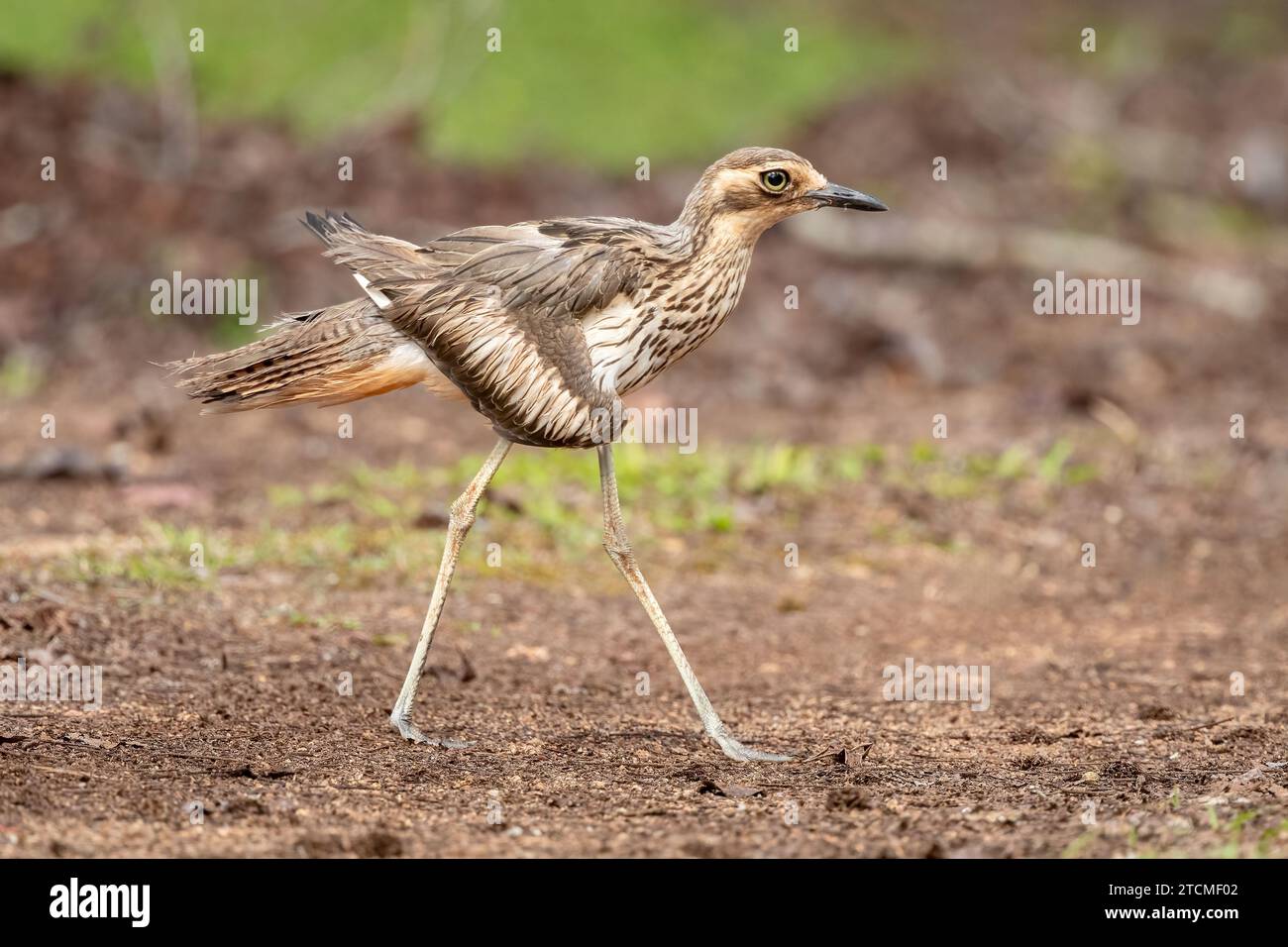 Le courlis de pierre de Bush (Burhinus grallarius) est un grand oiseau de rivage caractéristique avec de longues pattes, un énorme œil jaune, des parties inférieures fortement striées. Banque D'Images