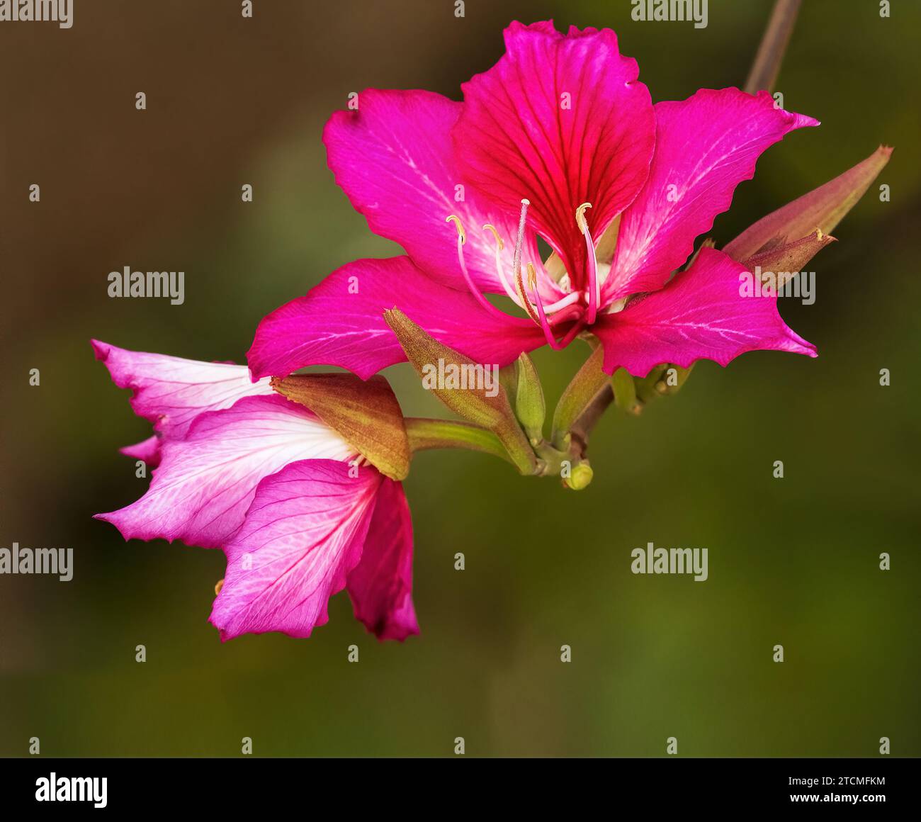 Bauhinia purpurea ( arbre orchidée pourpre ) fleurs ressemblant à une orchidée pourpre sur un arbuste semi-caduque sur un fond vert nature doux isolé et concentré. Banque D'Images