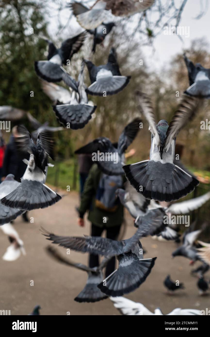 Gros plan de Flying Pigeon dans un parc Banque D'Images