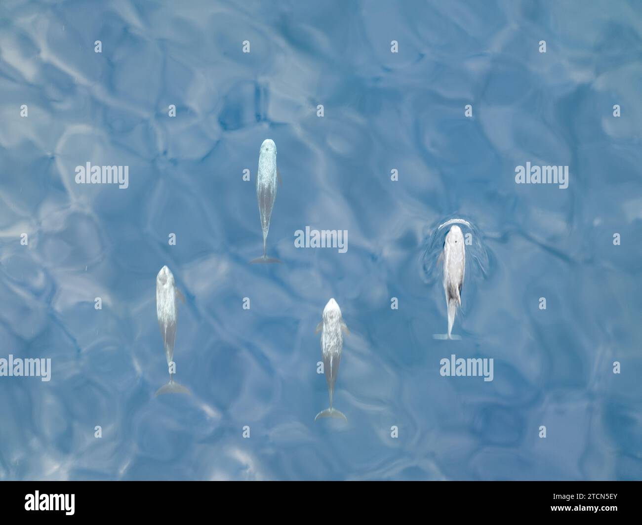 Les dauphins de Risso, Grampus griseus, nagent juste sous la surface de la mer de Banda, en Indonésie. Ce cétacé est présent dans le monde entier et se nourrit principalement de calmars. Banque D'Images