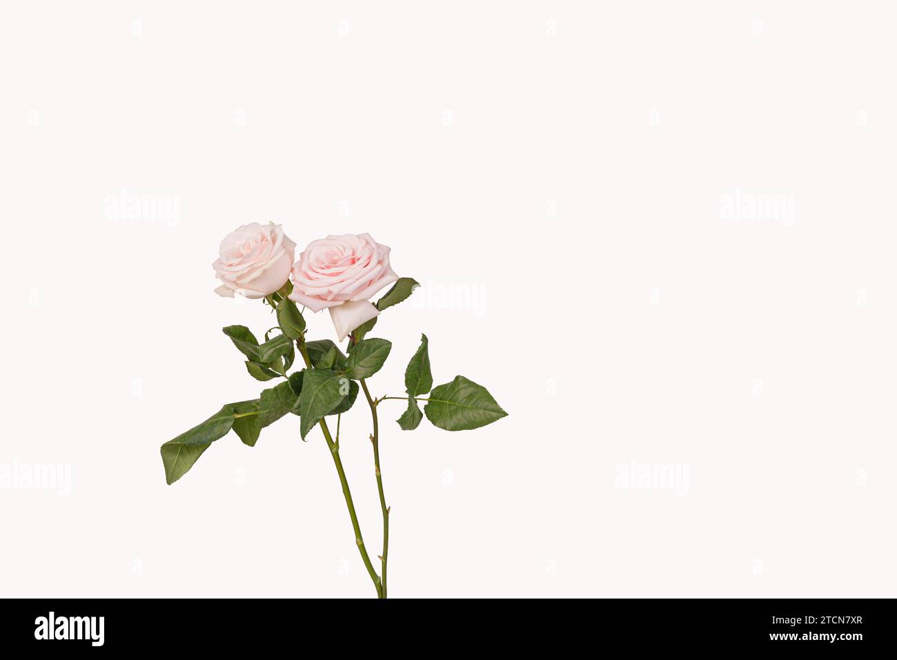 deux belles roses rose pâle fleuries isolées sur fond blanc Banque D'Images