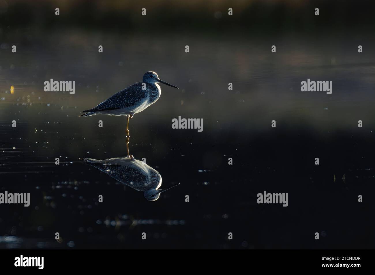 Oiseaux Banque D'Images