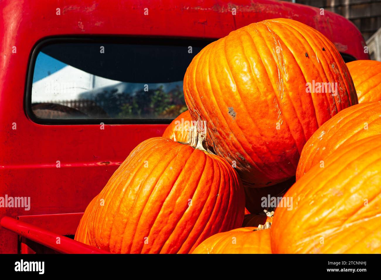 Les citrouilles fraîchement cueillies sont empilées dans le lit d'un pick-up Ford F100 rouge vintage usé et patiné sous le soleil couchant d'automne. Banque D'Images