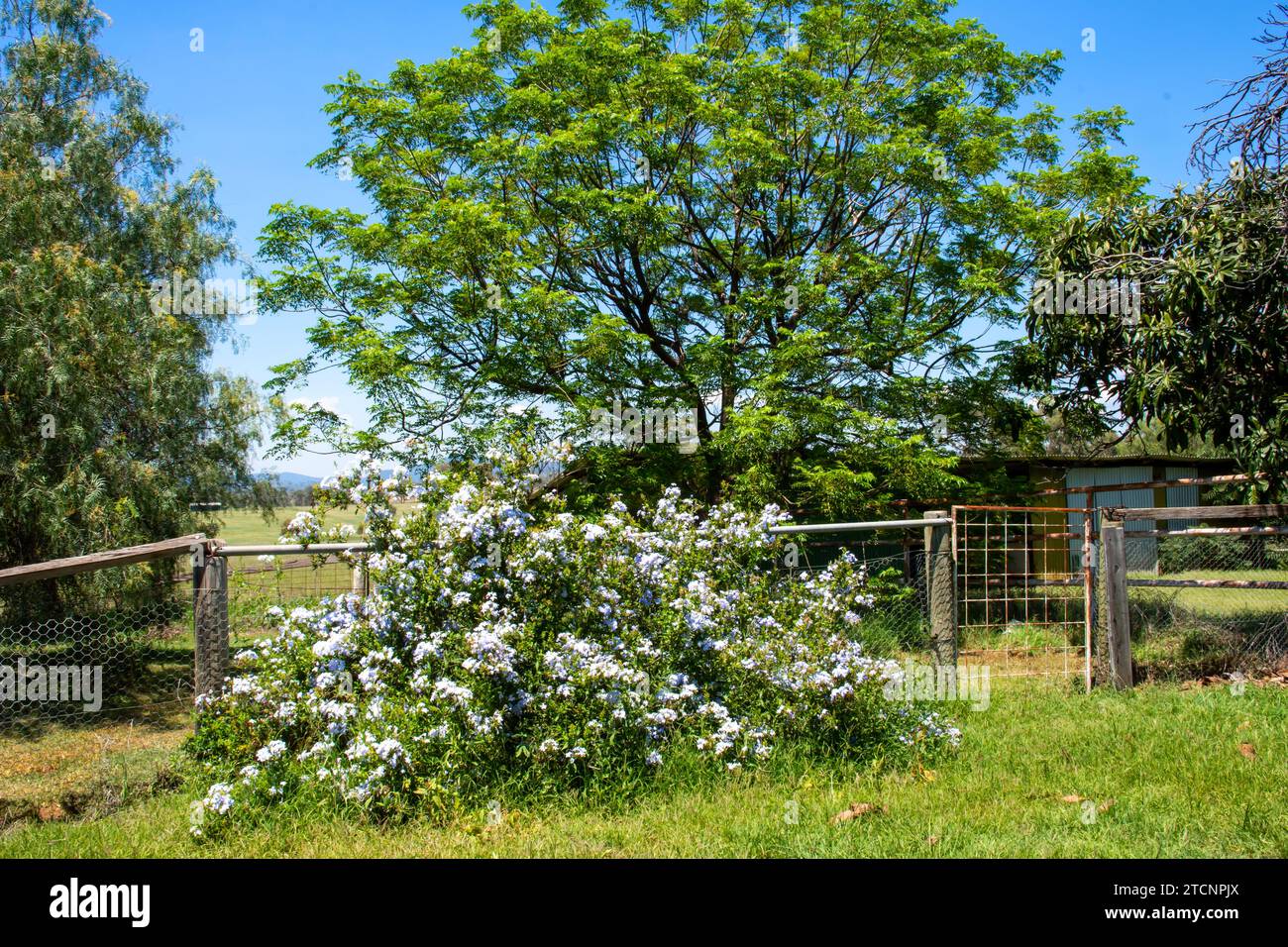 Un jeune arbuste du Cap Royal Plumbago Plumbago auriculata avec un cèdre blanc en arrière-plan. Banque D'Images
