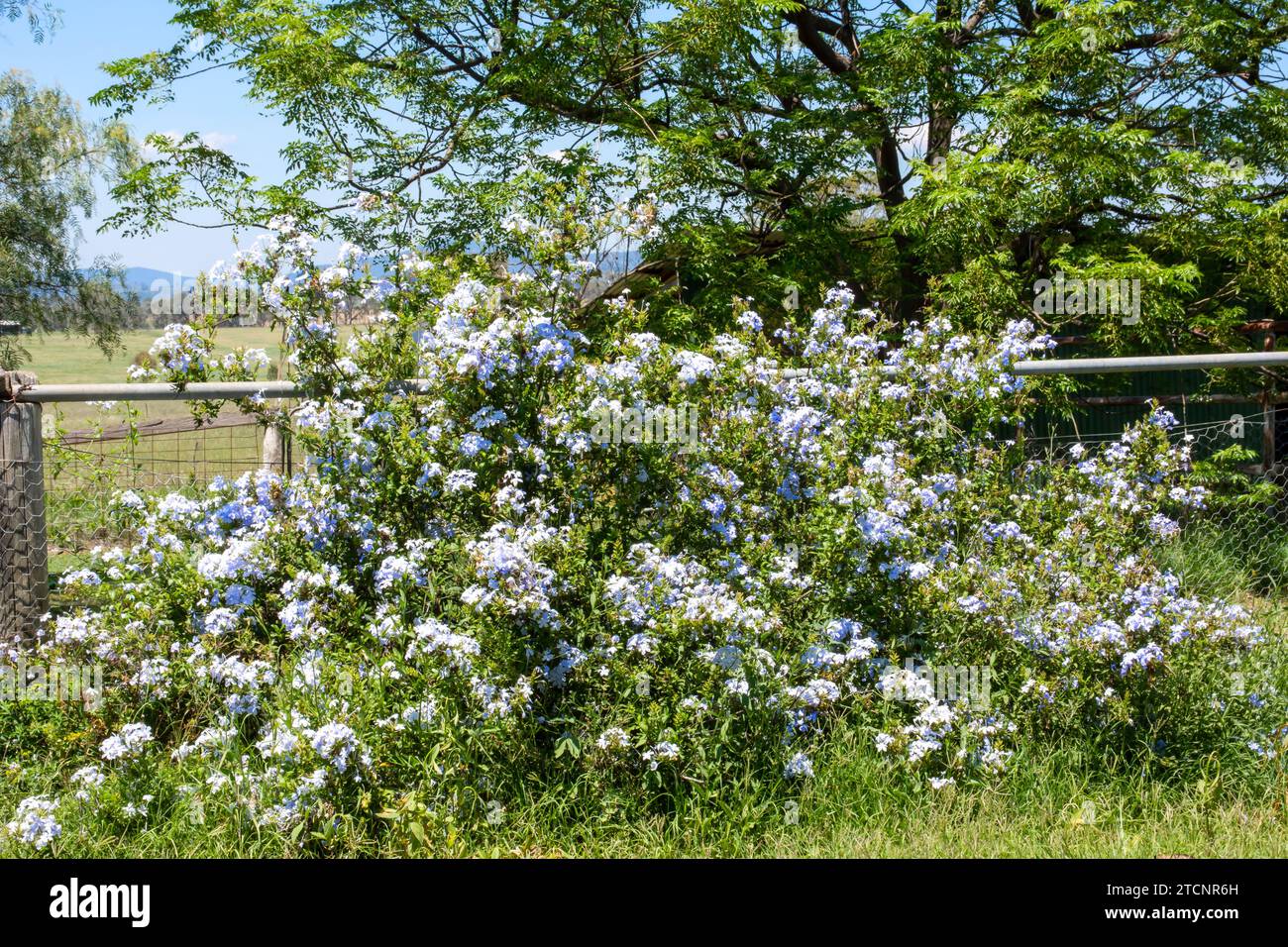 Un jeune arbuste du Cap Royal Plumbago, Plumbago auriculata Banque D'Images Un jeune arbuste du Cap Royal Plumbago, Plumbago auriculata Banque D'Images