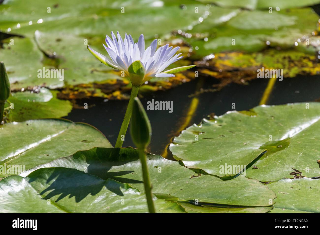 Nymphaea Nouchali : un portrait du Lotus étoilé dans son Royaume aquatique Banque D'Images