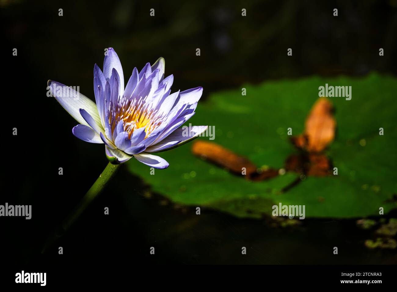 Nymphaea Nouchali : un portrait du Lotus étoilé dans son Royaume aquatique Banque D'Images