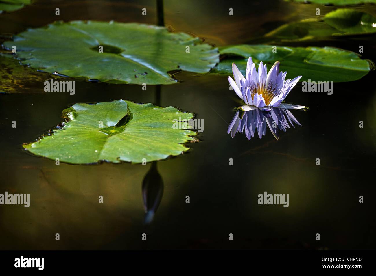Nymphaea Nouchali : un portrait du Lotus étoilé dans son Royaume aquatique Banque D'Images