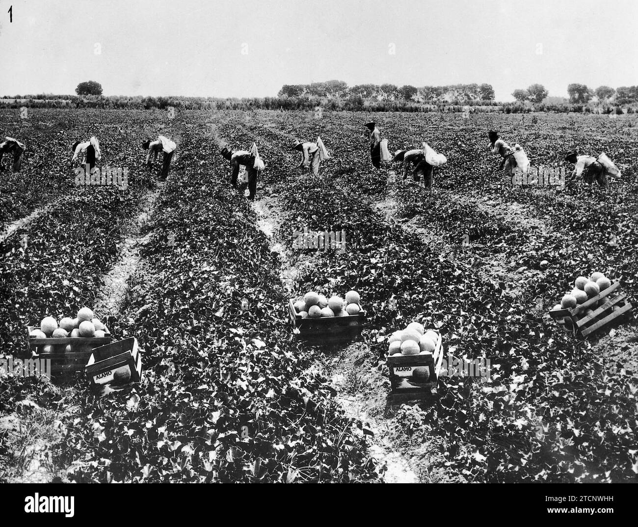 08/31/1926. Agriculture aux États-Unis : récolte de melons dans la vallée impériale, qui il y a quelques mois était un désert aride -. Crédit : Album / Archivo ABC Banque D'Images