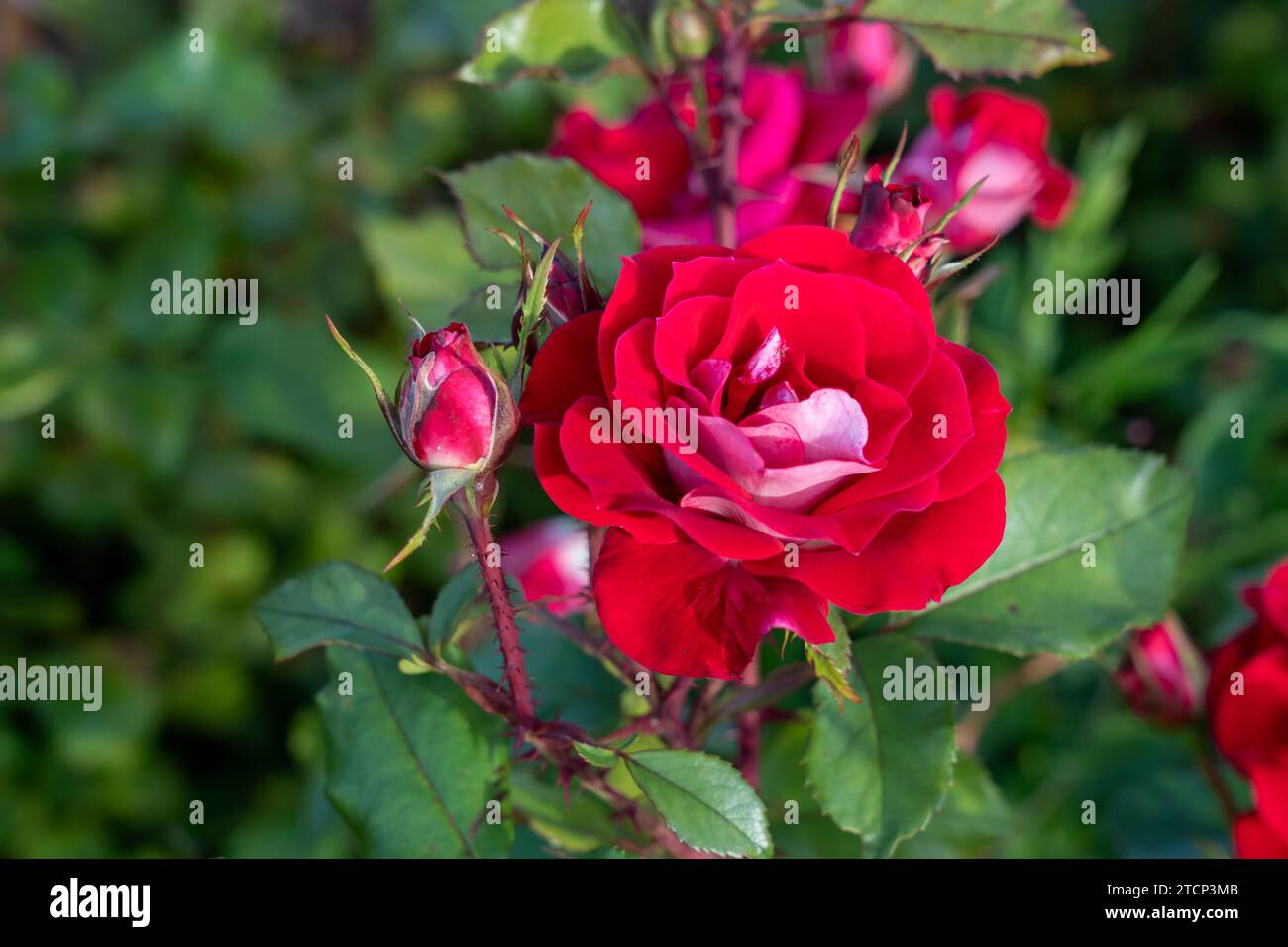 Prenez-le rose arbuste facile dans un jardin. Californie, États-Unis Banque D'Images