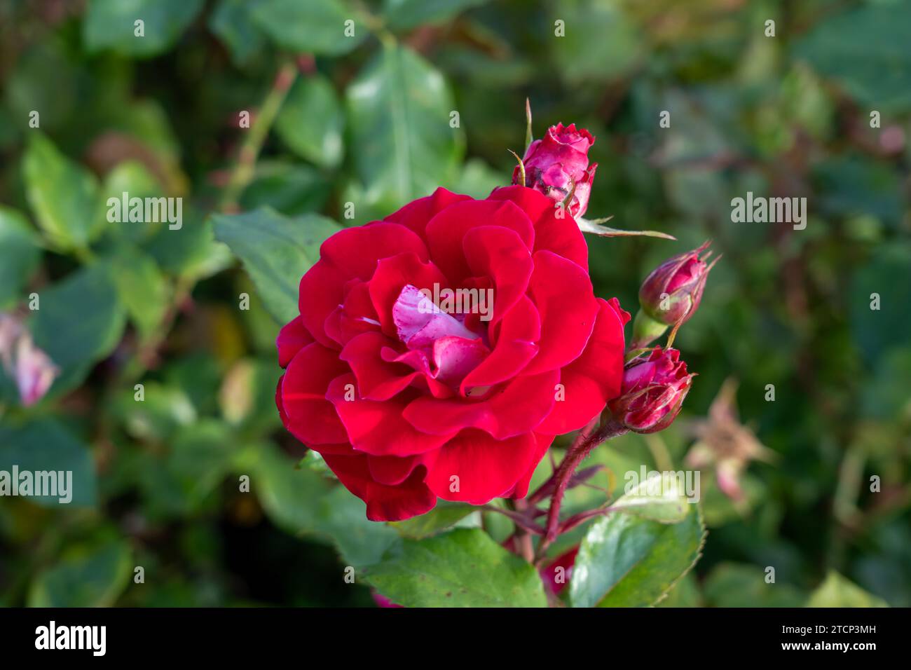 Prenez-le Easy Shrub Rose dans un jardin. Californie, États-Unis Banque D'Images
