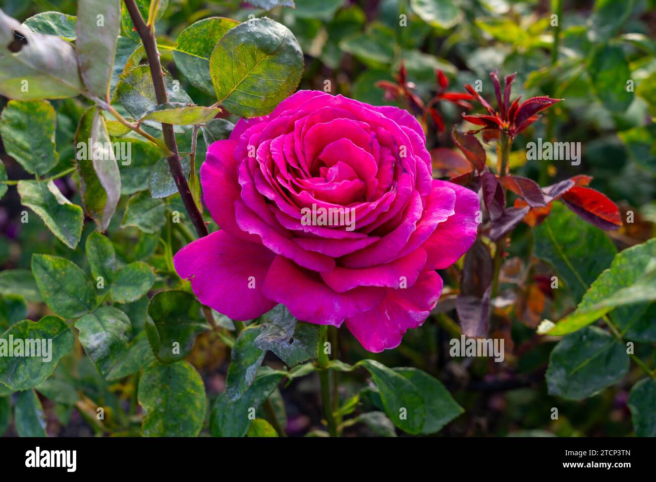 Rose à thé Big Purple Hybrid de Stephens dans un jardin. Californie, États-Unis Banque D'Images