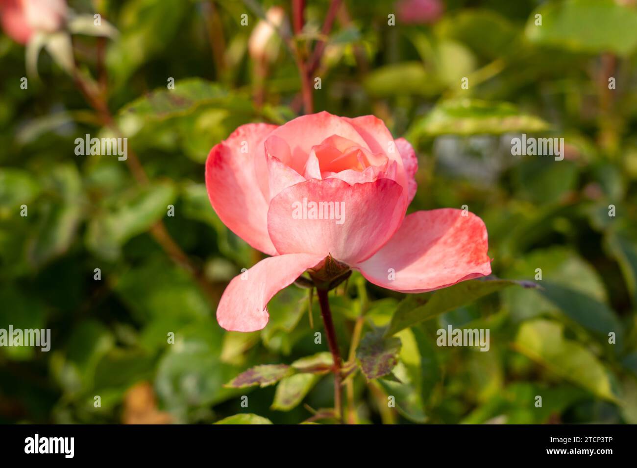 Adobe Sunrise Floribunda rose dans un jardin. Californie, États-Unis Banque D'Images