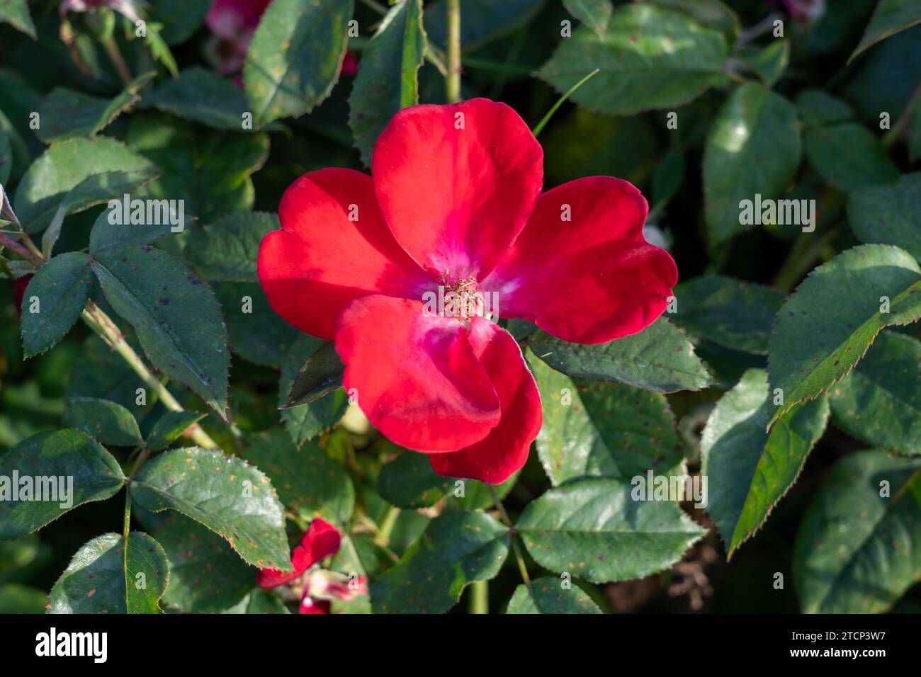 Home Run Shrub rose dans un jardin. Californie, États-Unis Banque D'Images