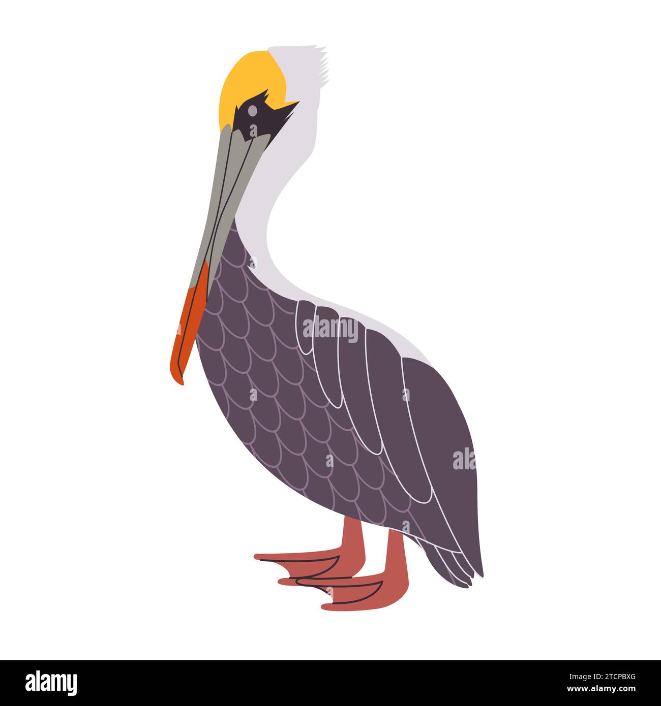 animal pélican brun ont l'aile et le cou avec long bec sauvage nature faune d'oiseau d'eau environnement Illustration de Vecteur