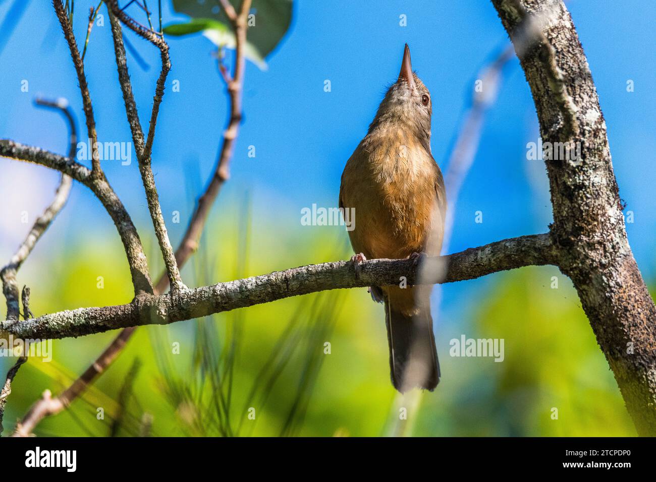 Arafura Shrikethrush (Colluriclada megarhyncha), sous-espèce Rufogaster : une beauté des bois Banque D'Images