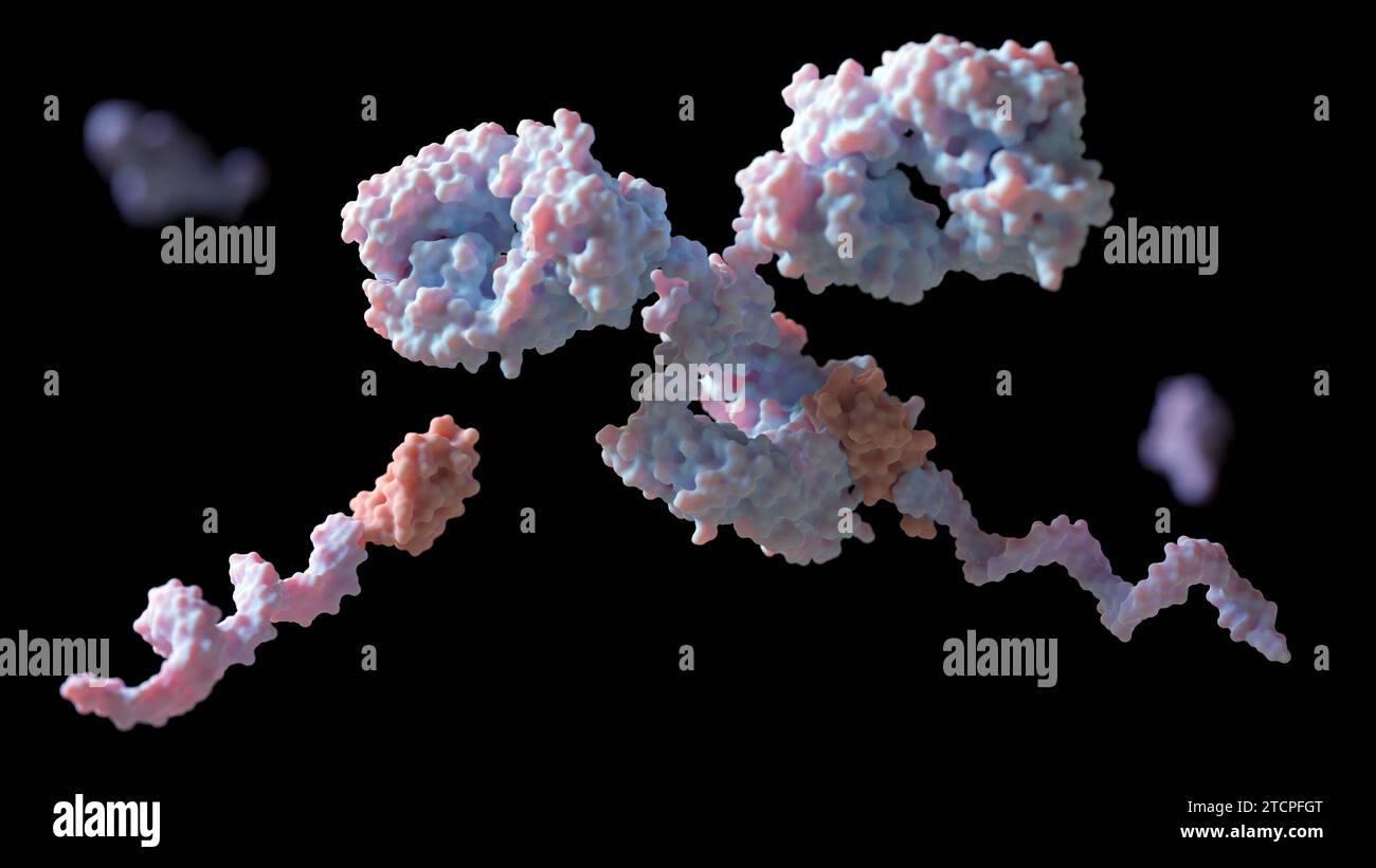 Conjugal de l'ADN à des anticorps primaires avec protéine G et lieur pour ciblage cellulaire multiplexé : rendu 3D. Banque D'Images