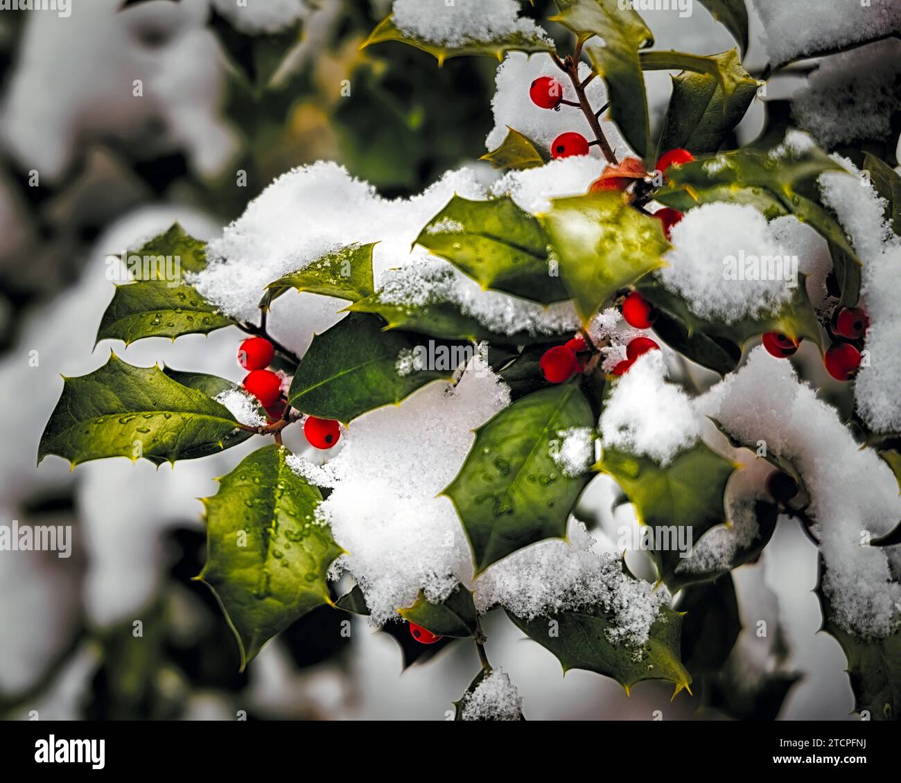 Winter Holly Branch couvert de neige fraîche Banque D'Images