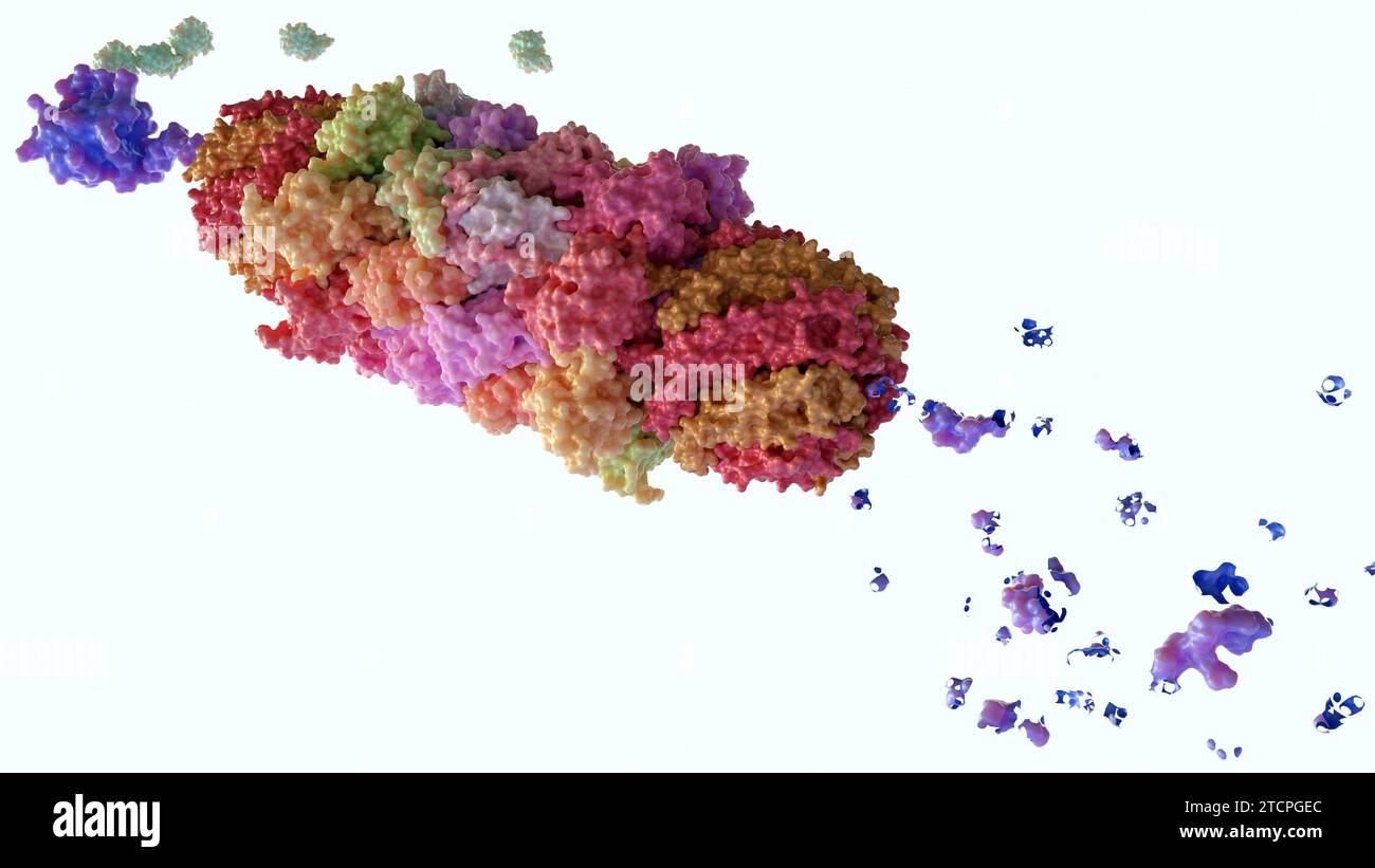 Les protéasomes sont des machines moléculaires pour décomposer les protéines appelées protéolyse et ubiquitine à la protéine cible, rendu 3D. Banque D'Images