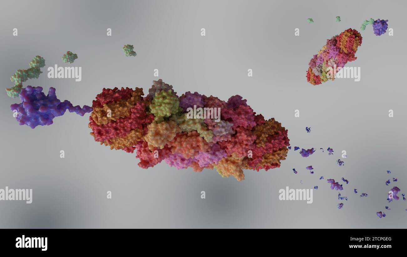 Les protéasomes sont des machines moléculaires pour décomposer les protéines appelées protéolyse et ubiquitine à la protéine cible, rendu 3D. Banque D'Images