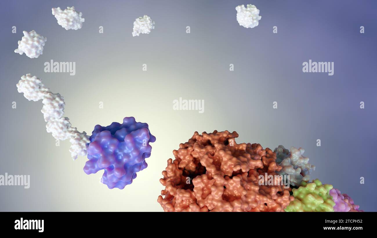 le rendu 3d de l'ubiquitine est attaché aux protéines cibles par un processus appelé ubiquitination Banque D'Images