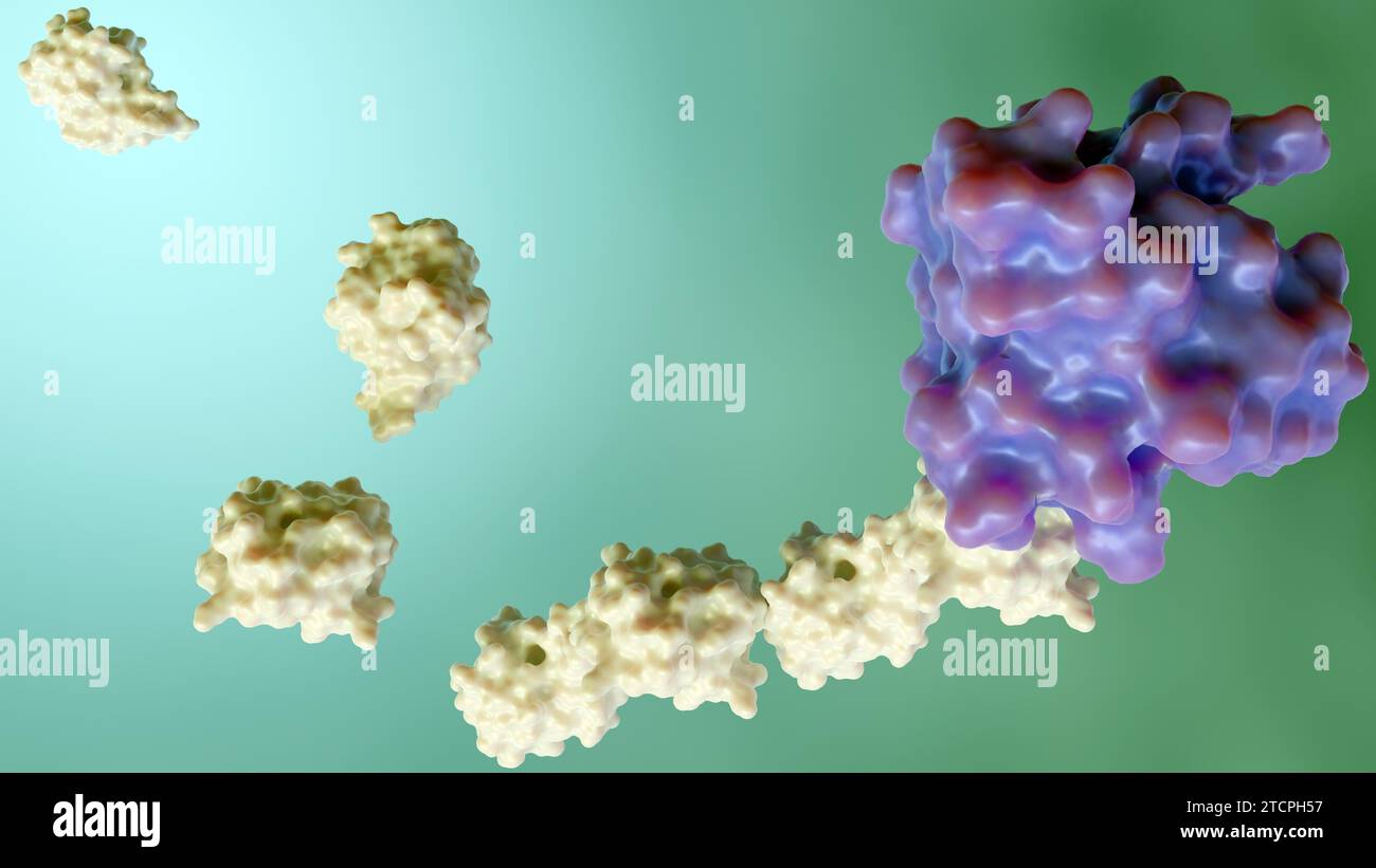 le rendu 3d de l'ubiquitine est attaché aux protéines cibles par un processus appelé ubiquitination Banque D'Images