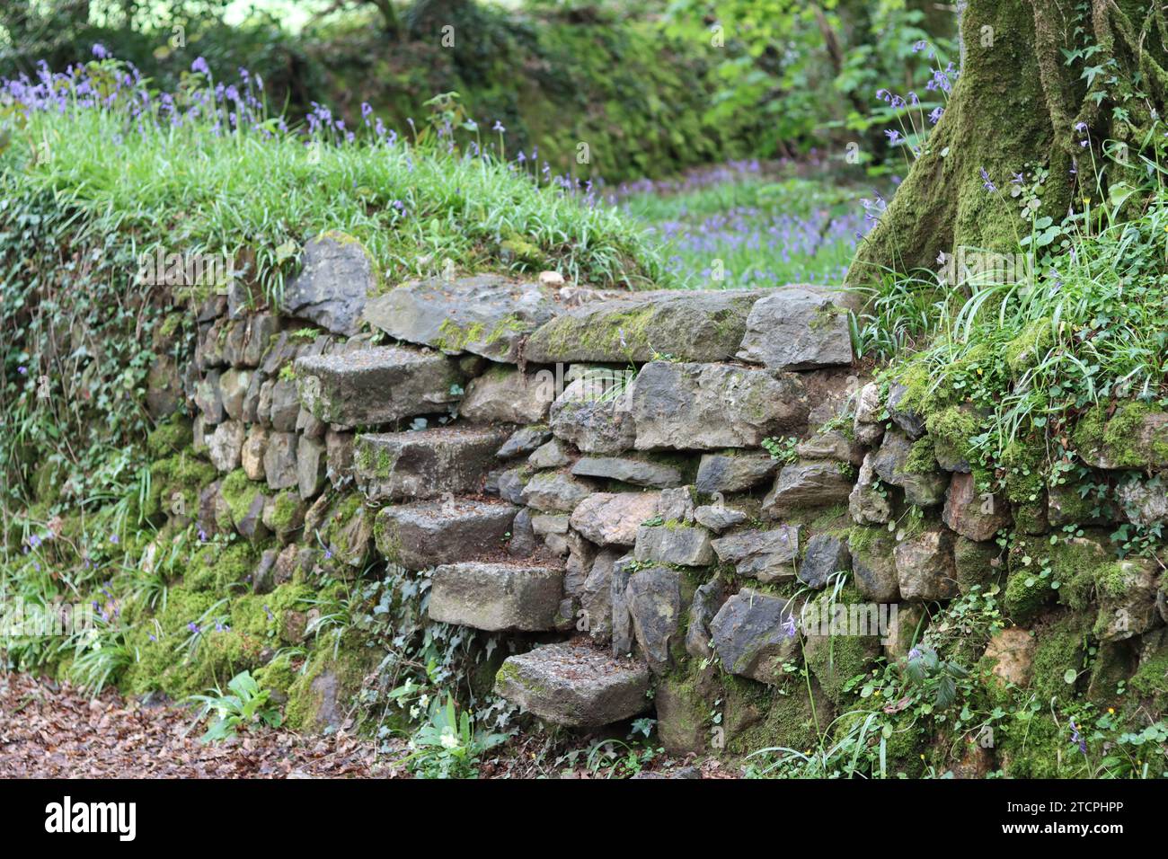 Escaliers de pierre traditionnels grimpant et au-dessus d'un mur de pierre sèche dans une forêt de Bluebell Banque D'Images