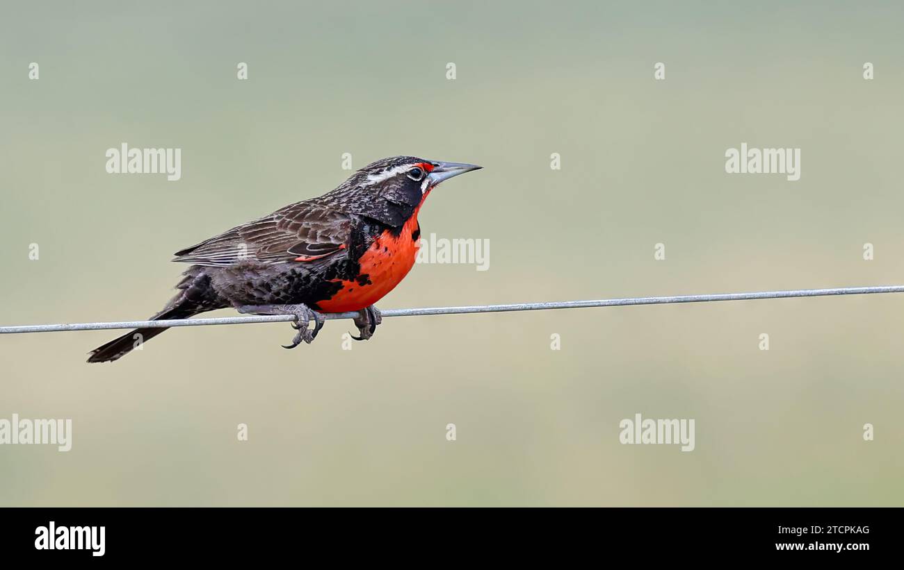 meadowlark à longue queue perché sur un fil Banque D'Images