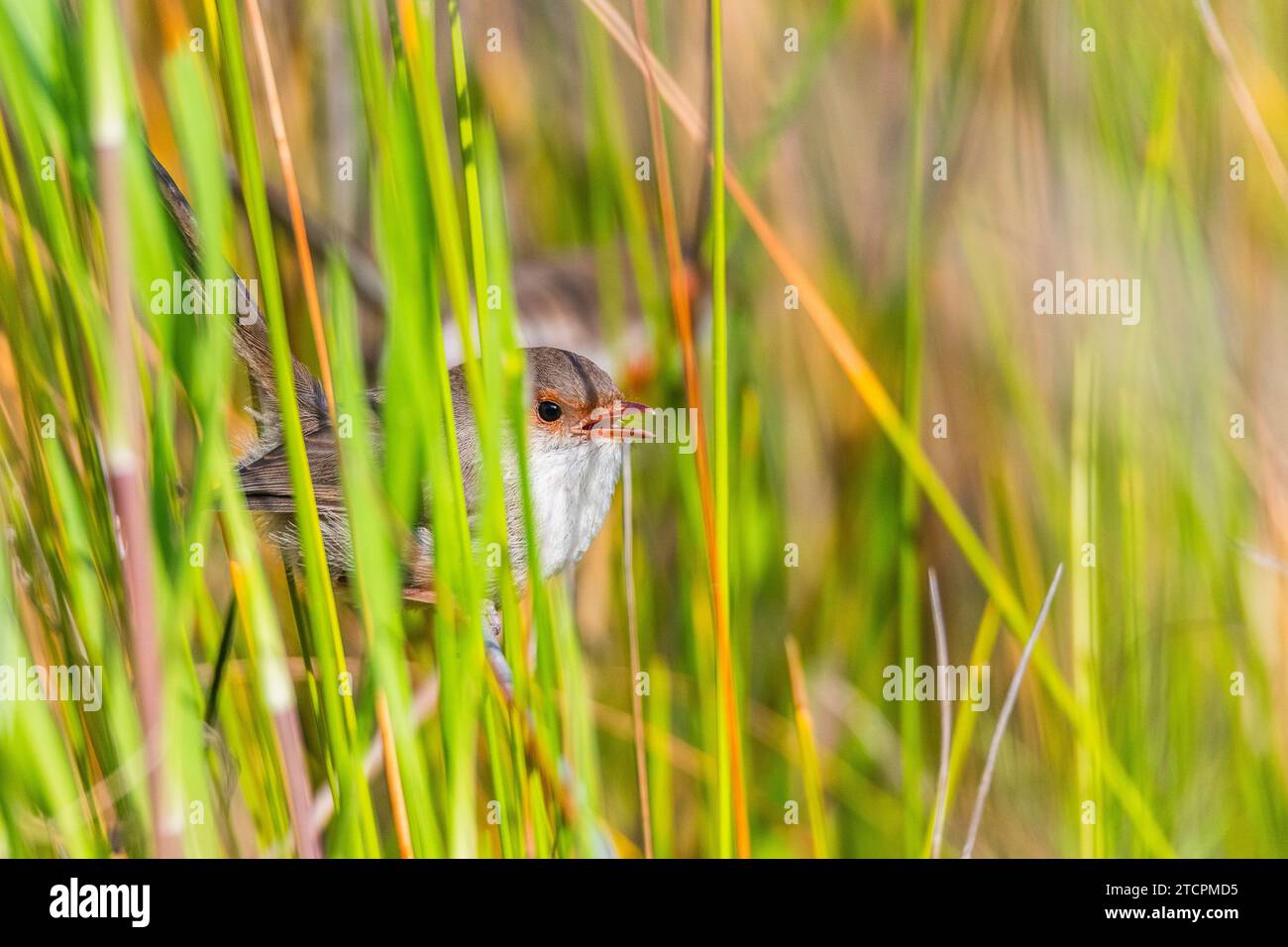 Superbe Fairy-wren (Malurus cyaneus), un passereau vibrant Banque D'Images