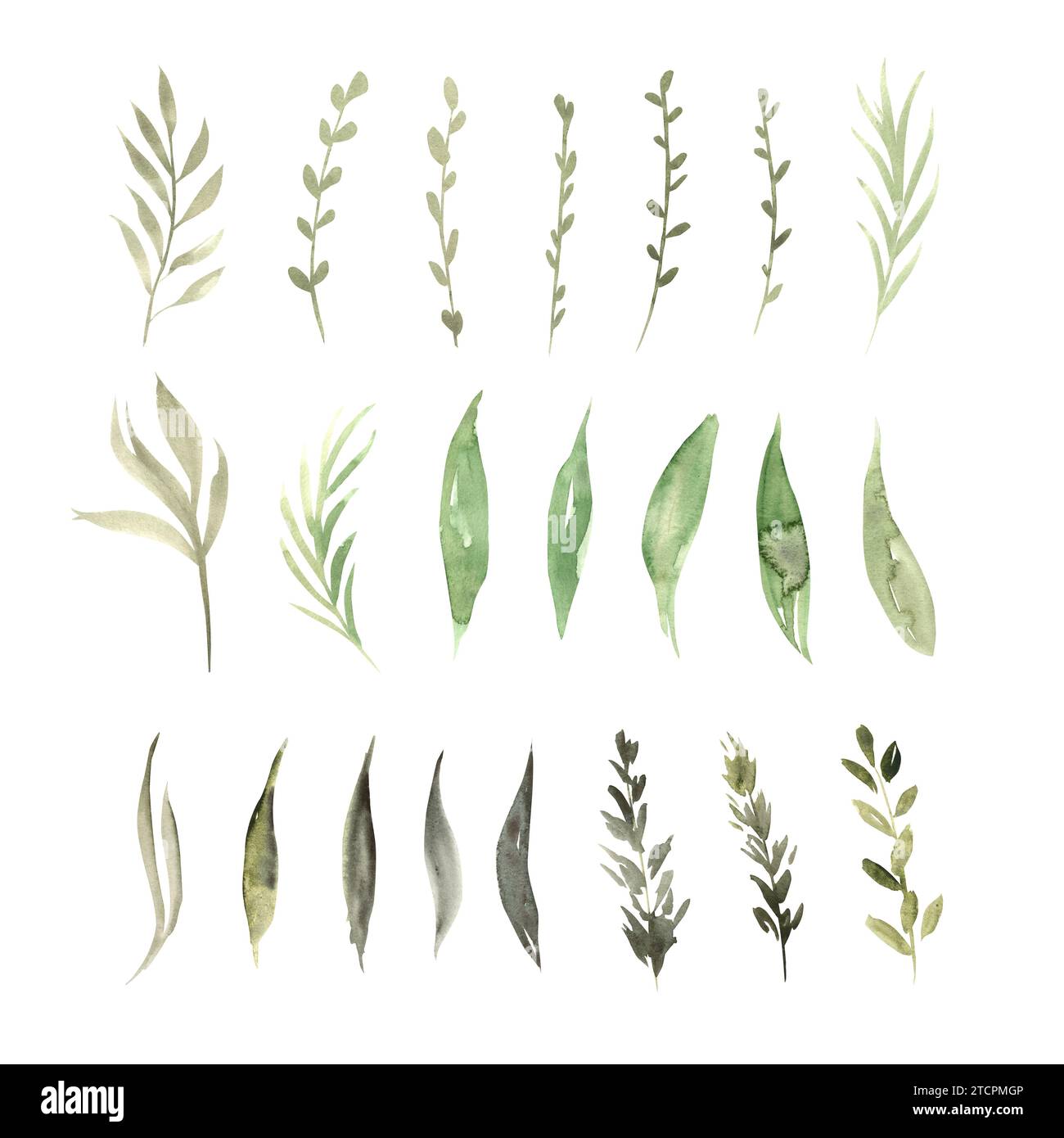 Ensemble botanique aquarelle de plantes et branches vertes. Illustration dessinée à la main du modèle botanique pour les cartes de voeux ou invitations de mariage Banque D'Images Ensemble botanique aquarelle de plantes et branches vertes. Illustration dessinée à la main du modèle botanique pour les cartes de voeux ou invitations de mariage Banque D'Images