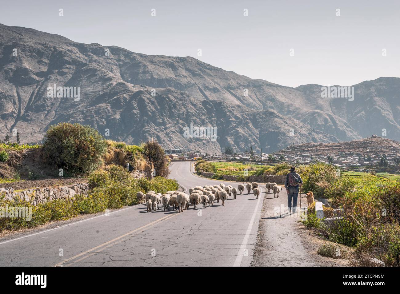 Le berger suit le troupeau de moutons par la route de montagne au Pérou Banque D'Images