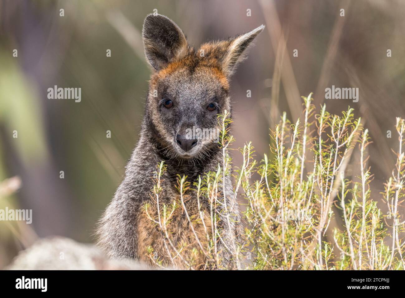 Swamp wallaby (Wallabia bicolor) Banque D'Images