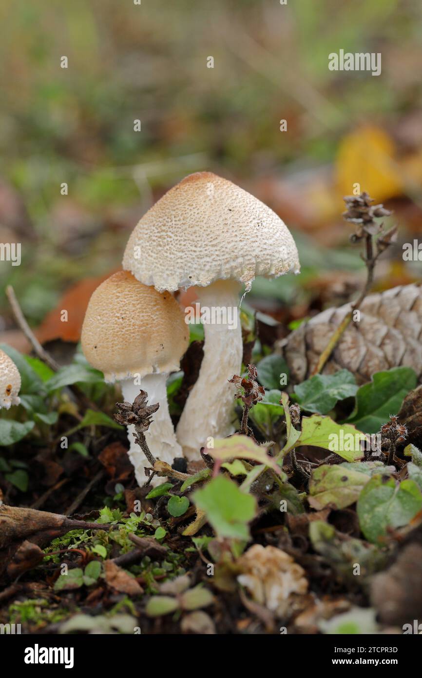 Calotte de brique (Hypholoma sublateritium) sur souche d'arbre en décomposition, Wilnsdorf, Rhénanie du Nord-Westphalie, Allemagne Banque D'Images