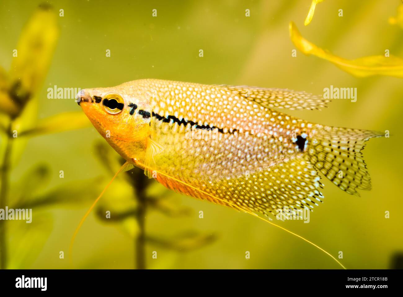 Gourami perlé (Trichopodus leerii) poisson d'aquarium d'eau douce dans l'aquarium de poissons. Concept Aquaria Banque D'Images
