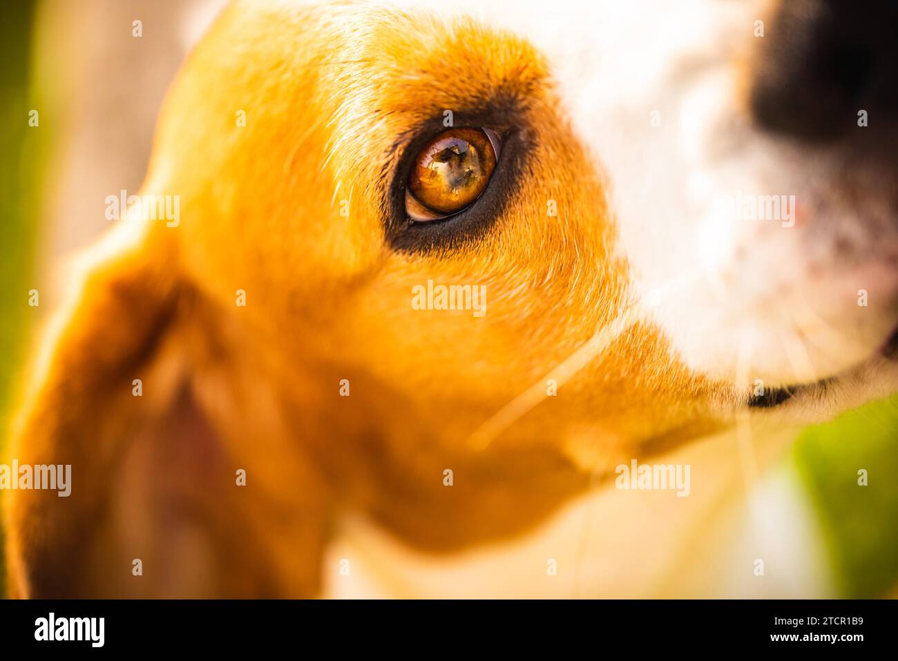 Portrait of cute chien beagle en haut. Gros plan de l'œil, selective focus. Arrière-plan de champ profond peu profondes Banque D'Images