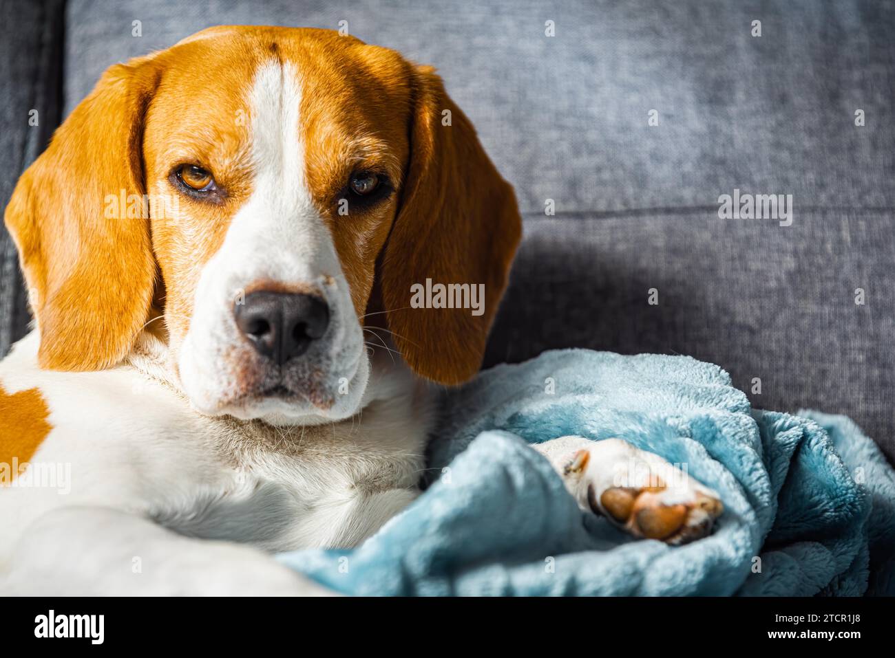 Un chien fatigué de Beagle peut dormir sur un canapé confortable dans une chambre lumineuse. Thème canin Banque D'Images