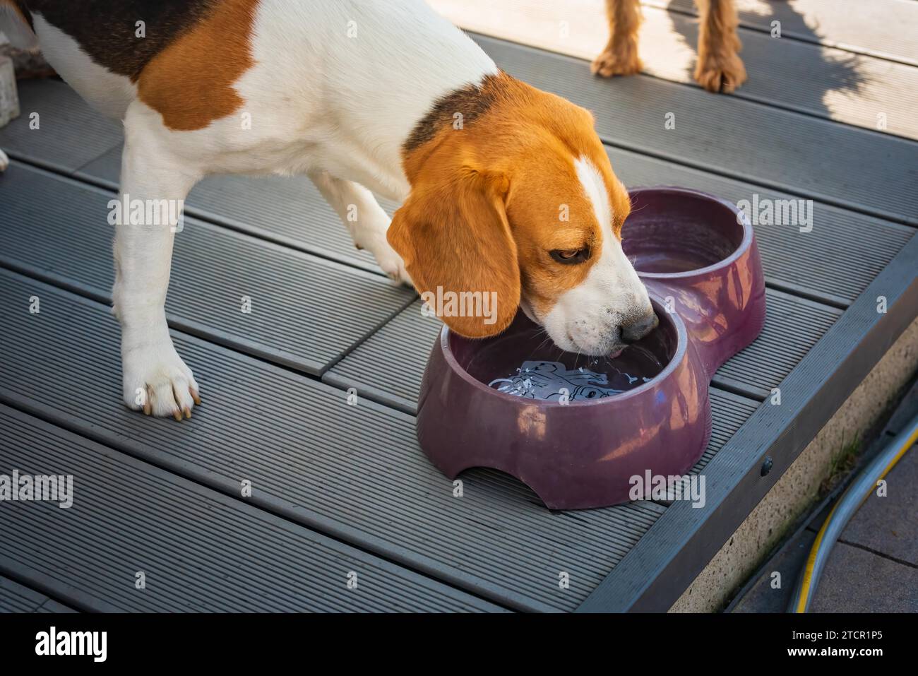 Chien Beagle buvant de l'eau pour se rafraîchir à l'ombre sur l'herbe se cachant du soleil d'été, fond d'été. Fatigué de la chaleur estivale Banque D'Images