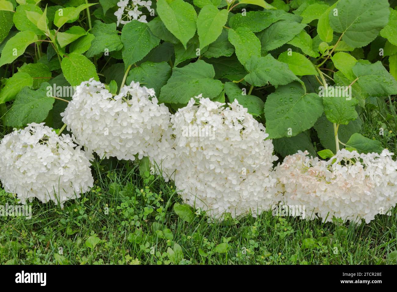 Collines de neige (Hydrangea arborescens) têtes de fleurs d'arbustes pendantes vers le bas du poids des gouttes de pluie accumulées, Québec, Canada Banque D'Images