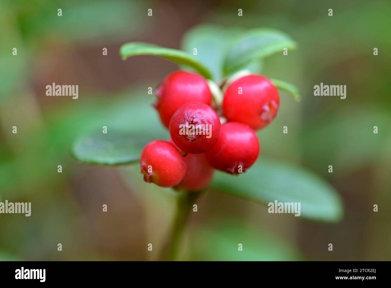 Myrtille (Vaccinium vitis-idaea), arbuste nain sauvage aux fruits rouges, parc naturel de Suedheide, Lueneburg Heath, Basse-Saxe, Allemagne Banque D'Images