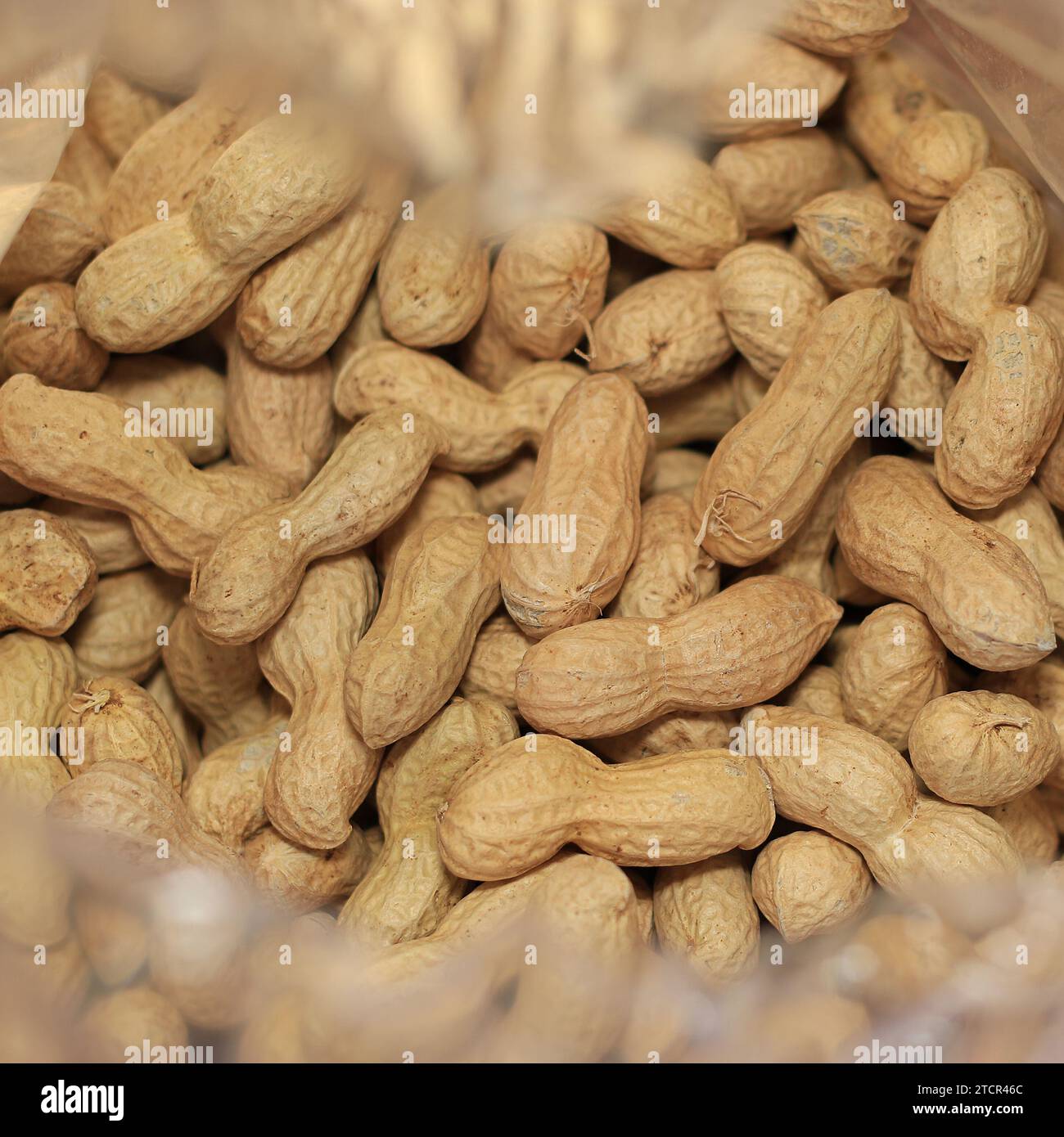 Un sac en nylon de cacahuètes en coquille. Banque D'Images