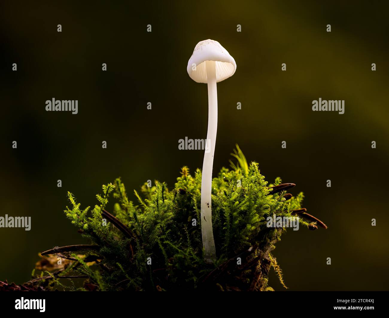 Un seul champignon, entouré de mousse, se distingue dans une lumière douce avec un environnement sombre et flou Banque D'Images