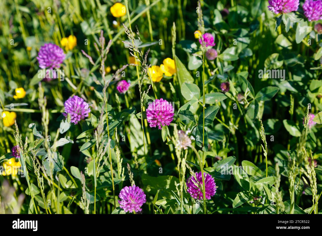 Trèfle (Trifolium), prairie de fleurs sauvages avec des fleurs jaunes et violettes, herbe verte, diable sur tous les côtés (Ranunculus arvensis), buttercups, buttercup Banque D'Images