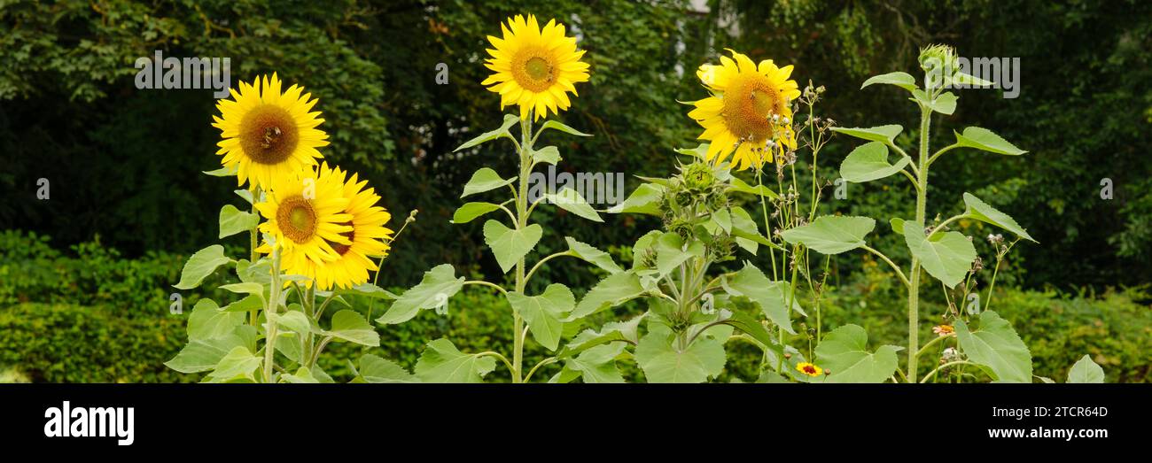 Parterre de fleurs avec tournesol Banque D'Images